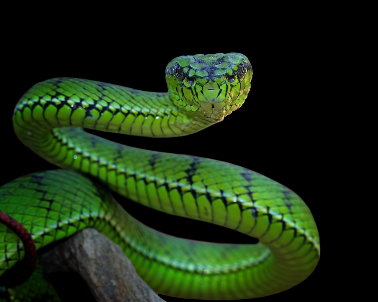 Большая зеленая змея на черном фоне