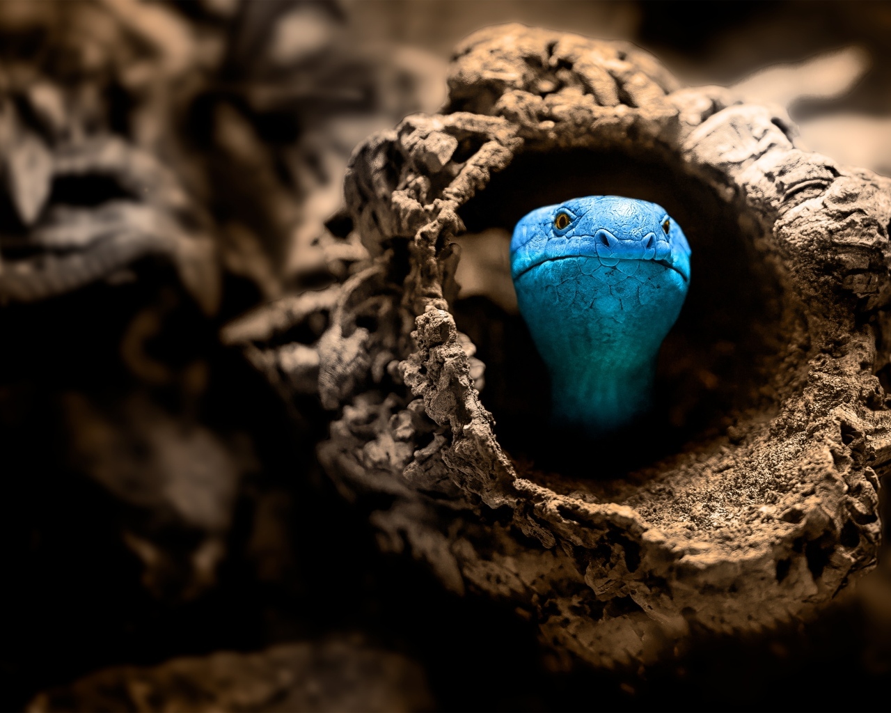 Голубая змея прячется в коряге