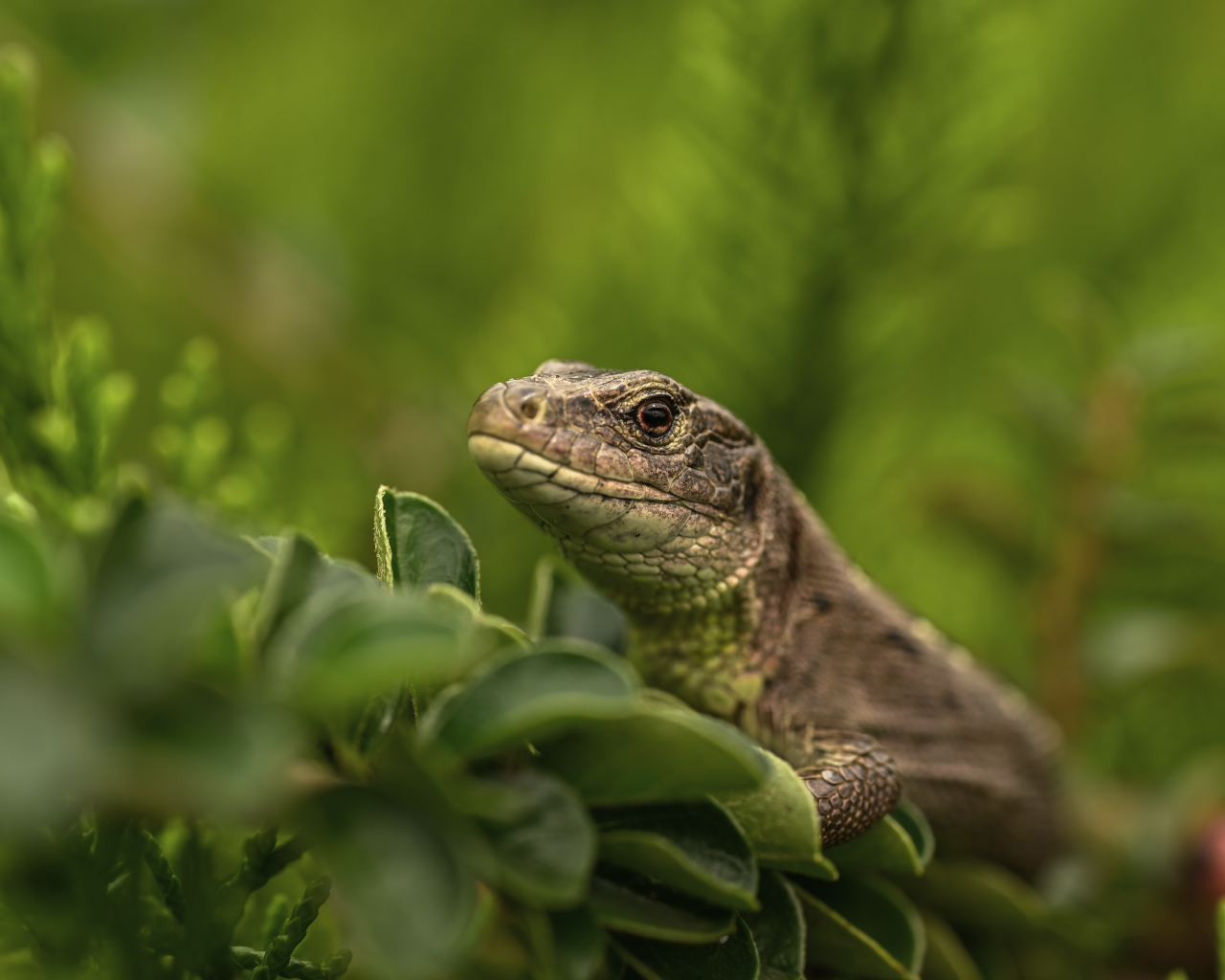 Большая серая ящерица в зеленых листьях 