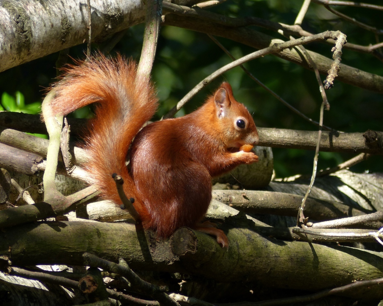 Рыжая белка с орехом сидит в сухих ветках