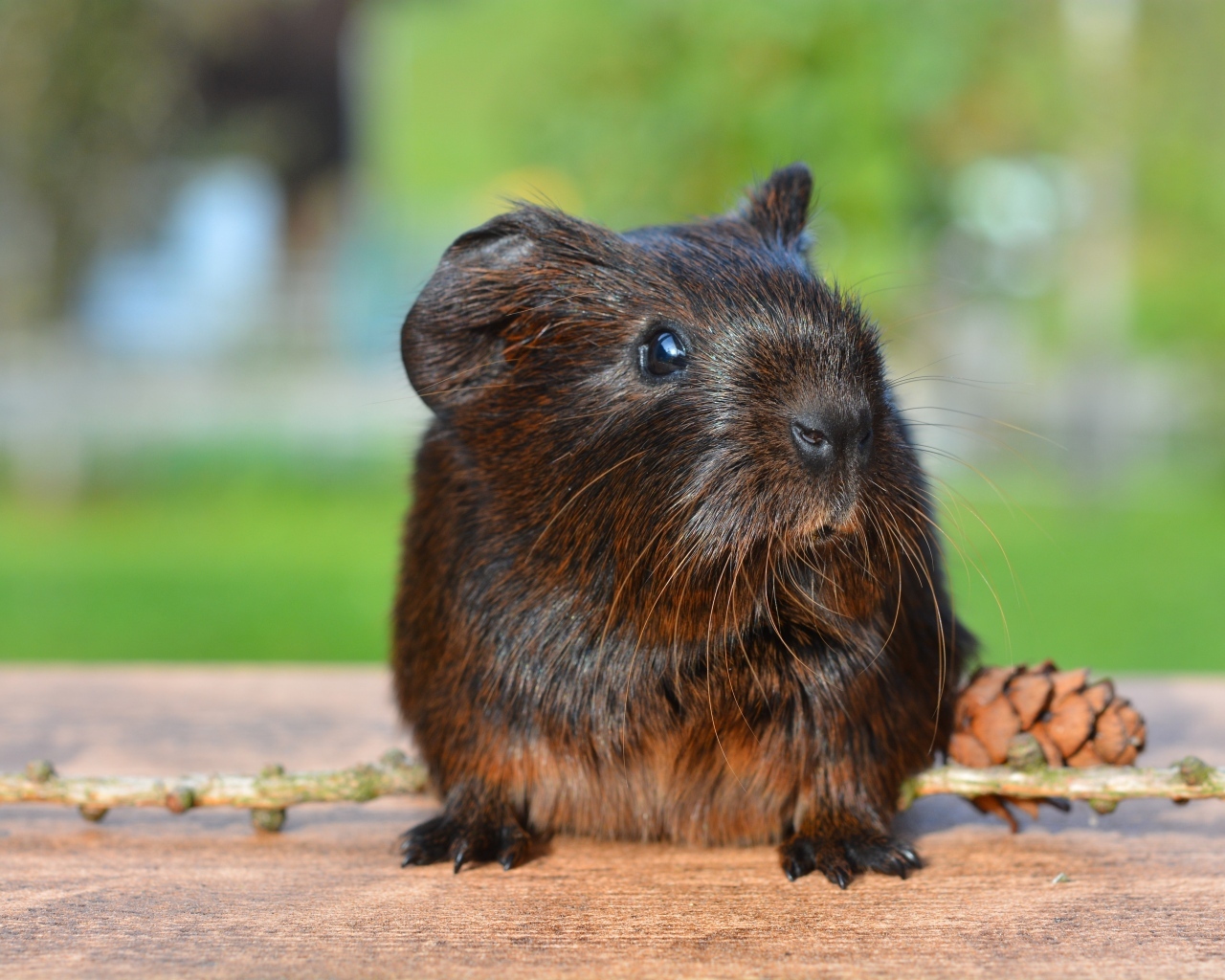 Черная морская свинка с шишкой