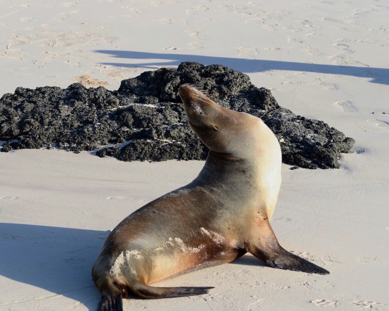 Морской котик греется на солнце на пляже