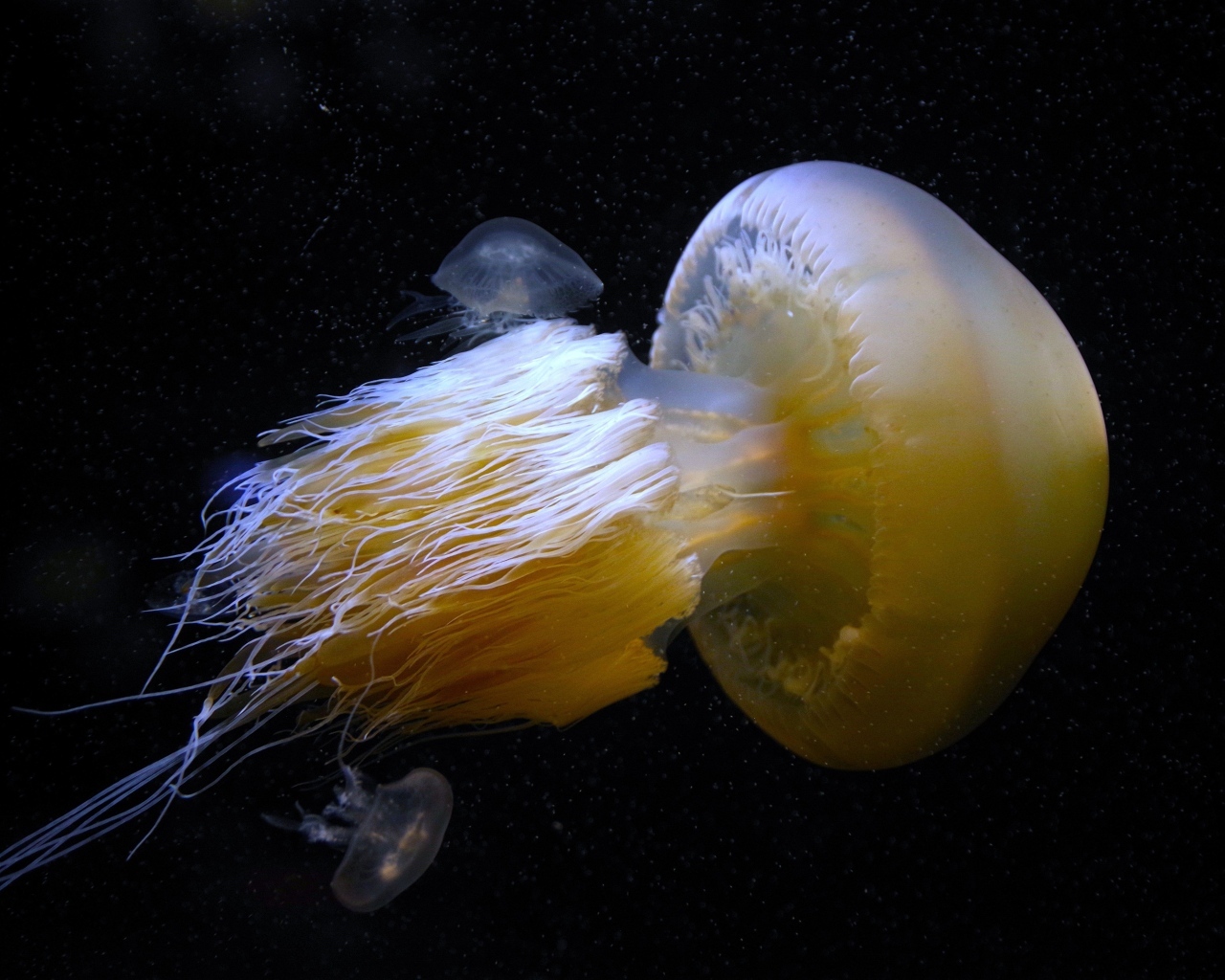 Большая белая медуза под водой