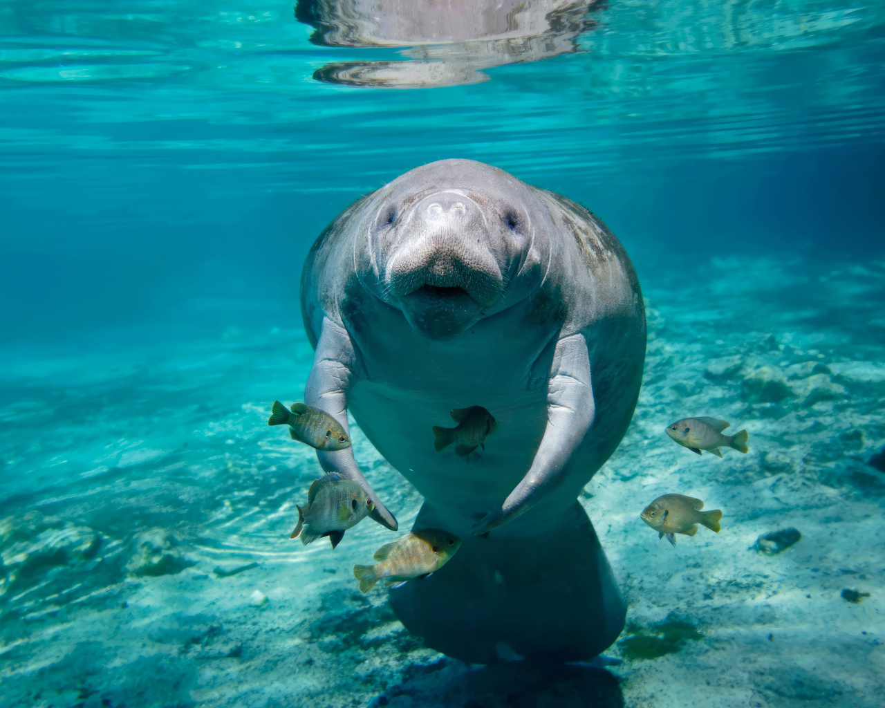 Ламантин с рыбами плавает под водой