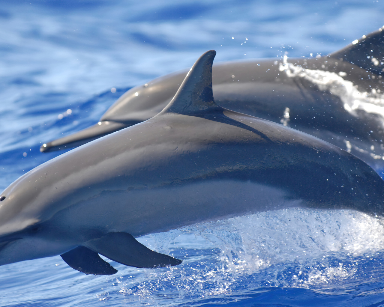 Два серых дельфина плывут по морской воде