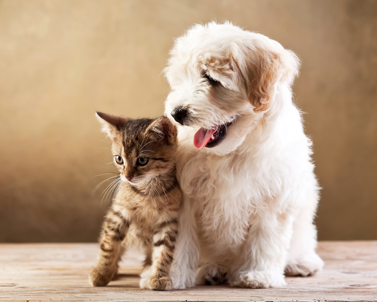 Маленький пушистый щенок с серым котенком