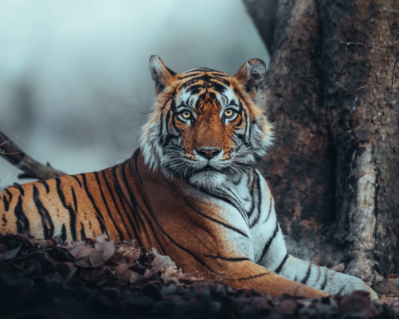 Большой полосатый амурский тигр лежит у дерева