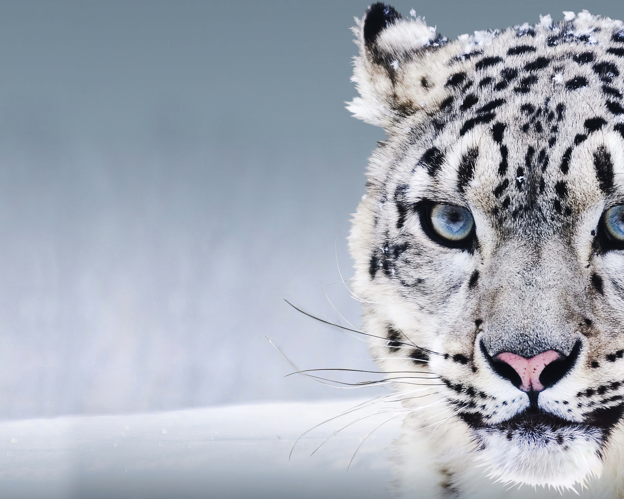 Большой голубоглазый снежный барс