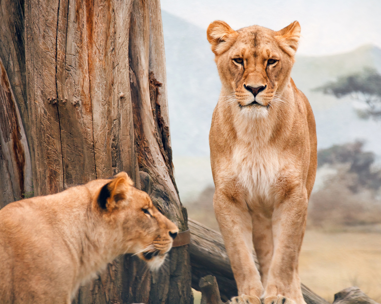 Две львицы стоят у дерева 