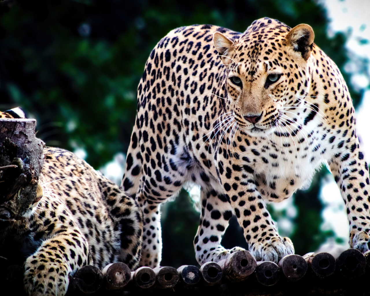 Два пятнистых ягуара в зоопарке