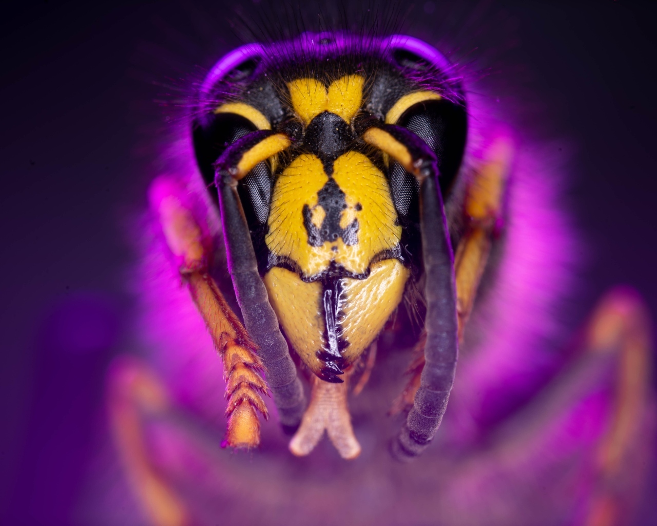 Голова пчелы макросъемка 