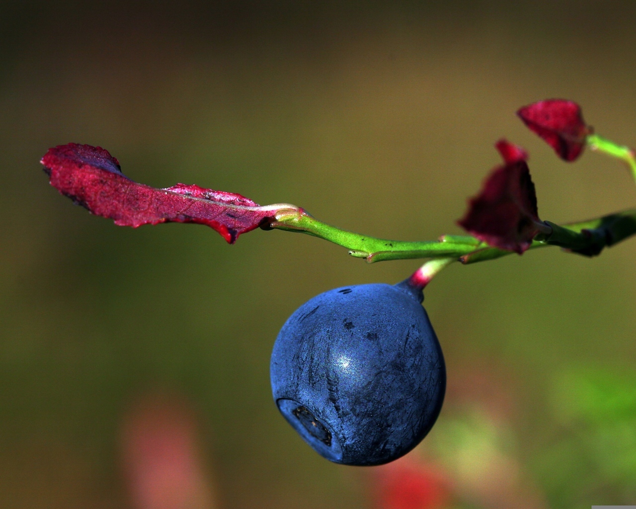 Ягода черники на ветке макросъемка