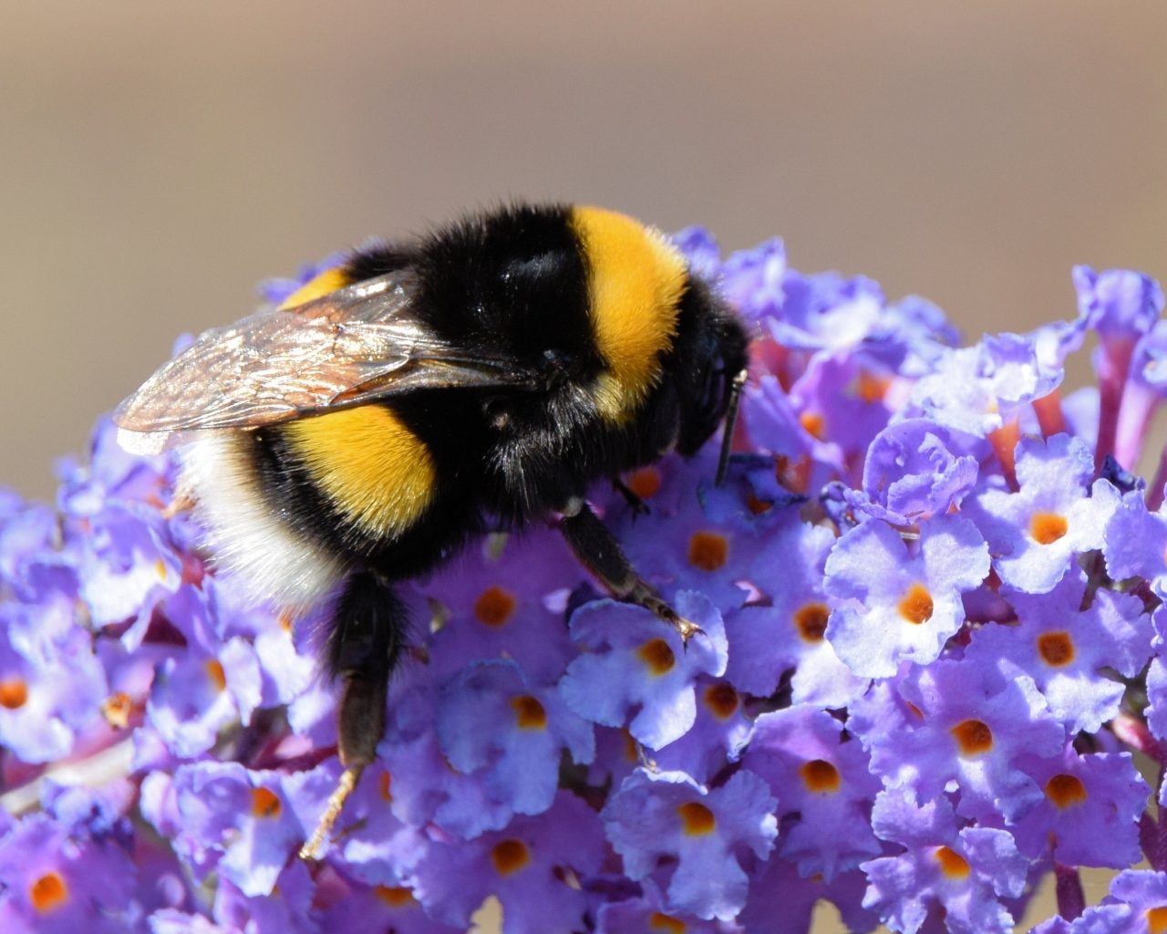 Маленький шмель на сиреневых цветах