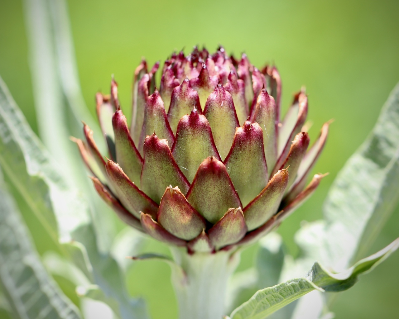 Растение артишок крупным планом