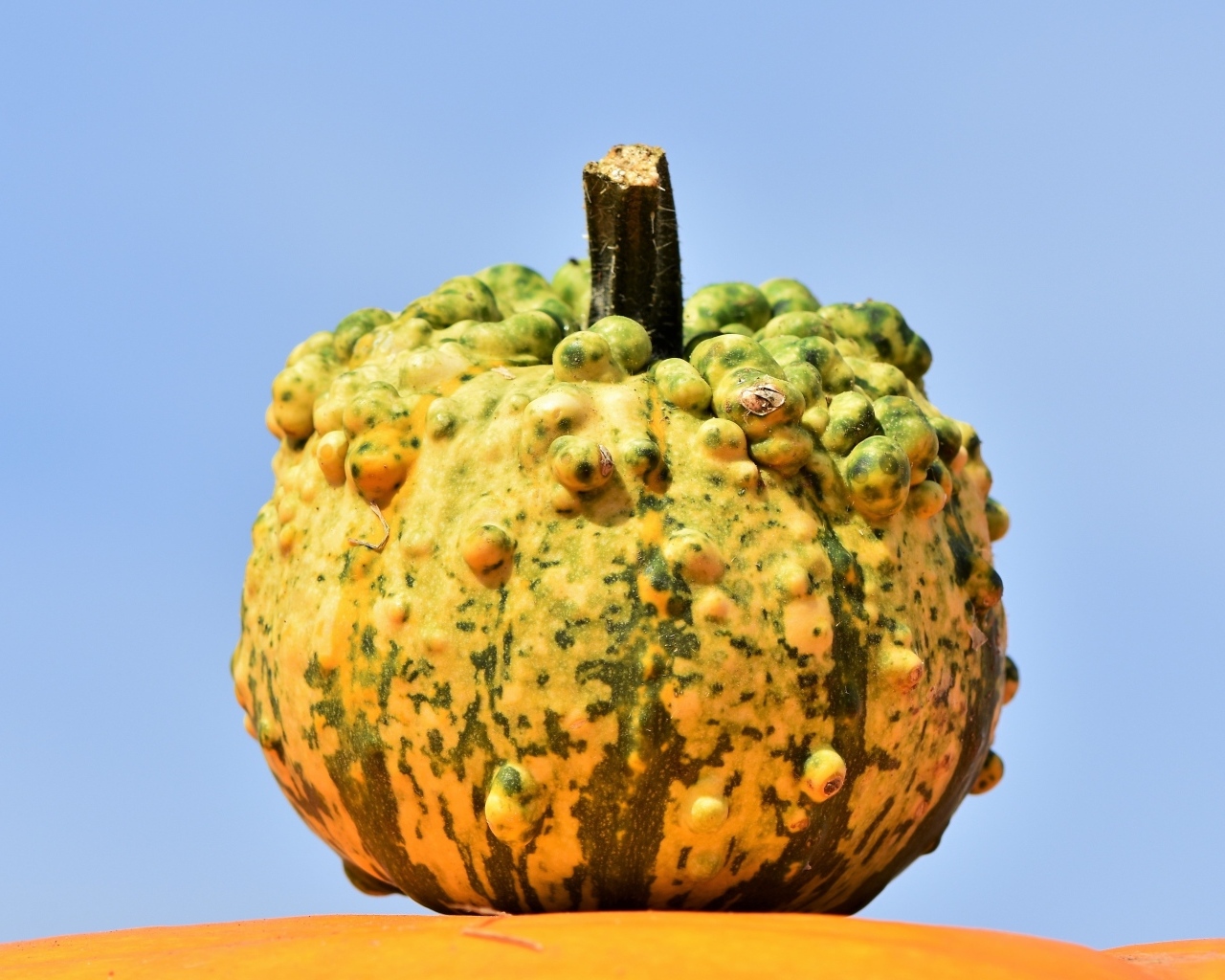 Большая тыква на фоне голубого неба