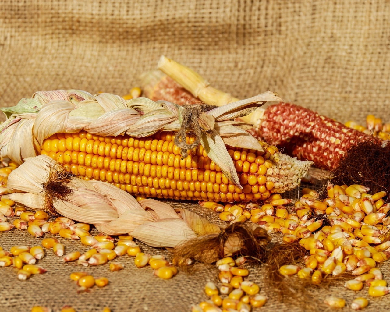 Початки кукурузы с зернами 