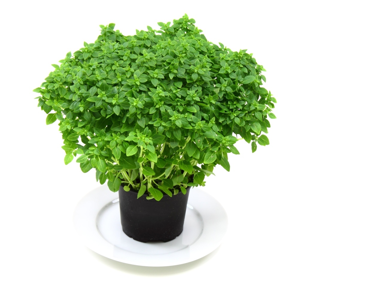 Ароматная зелень в горшке на столе