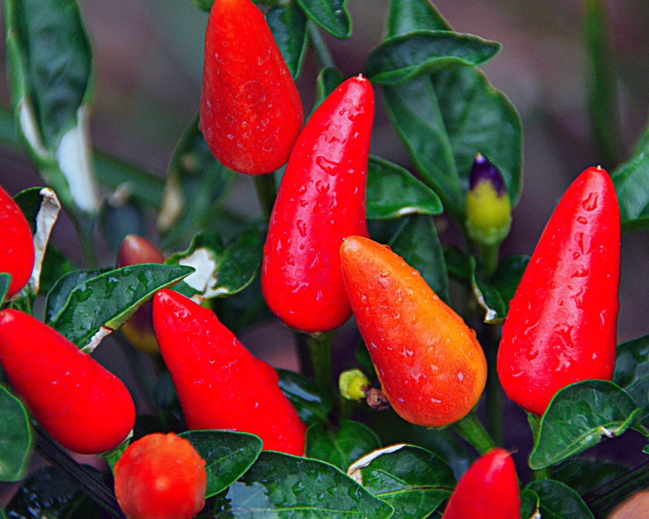 Мокрый красный перец крупным планом