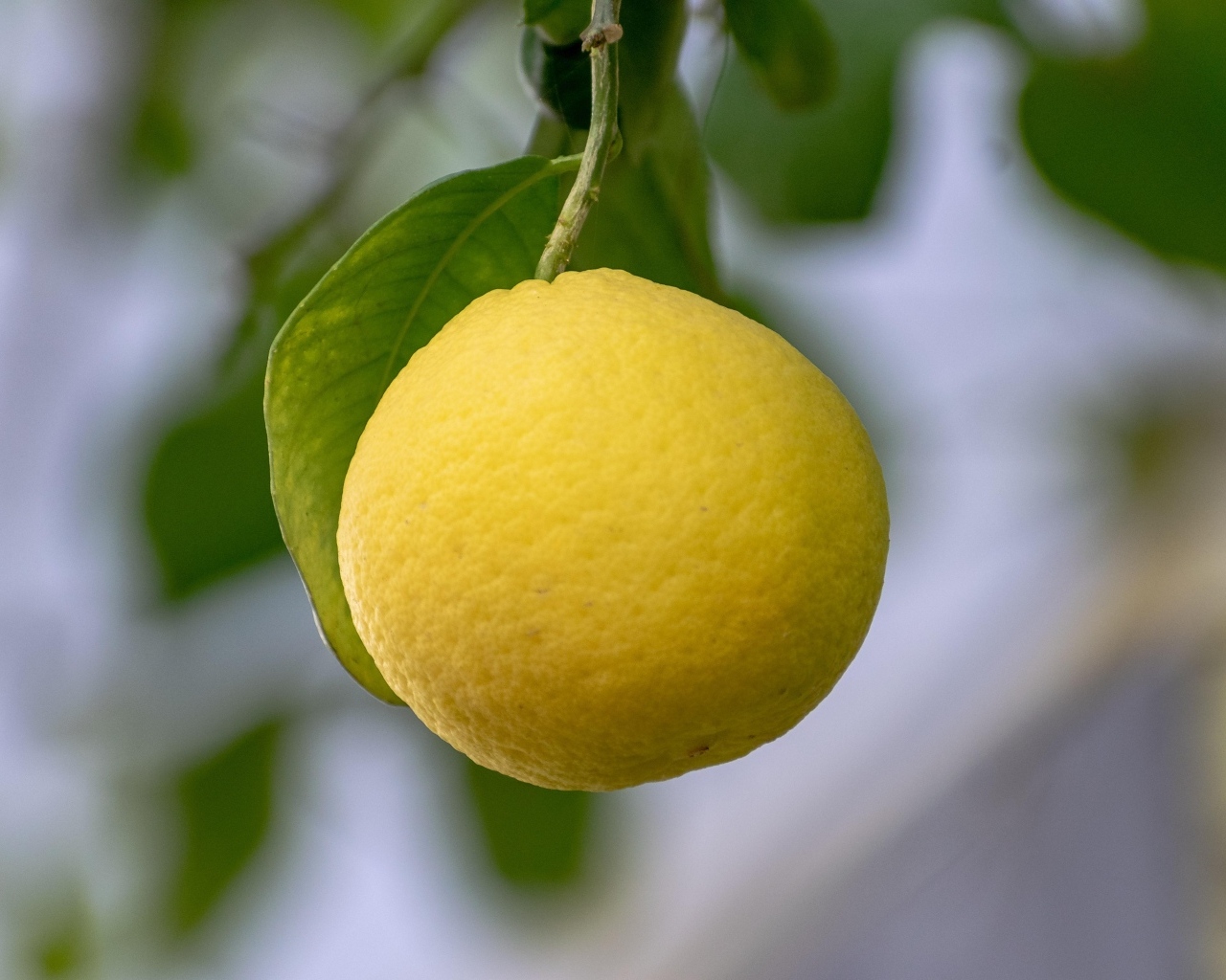 Желтый лимон висит на ветке 
