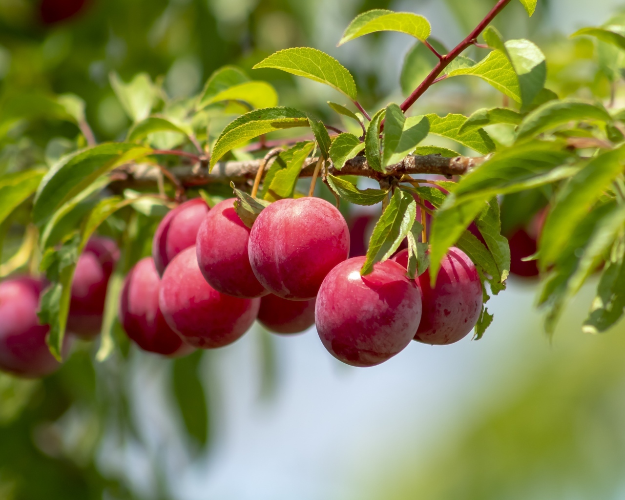 Аппетитные розовые сливы на ветке в лучах солнца