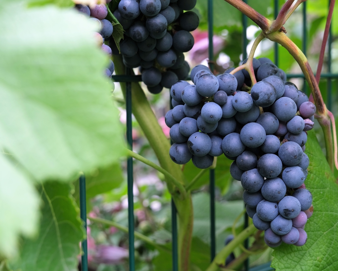 Гроздь синего вкусного винограда крупным планом