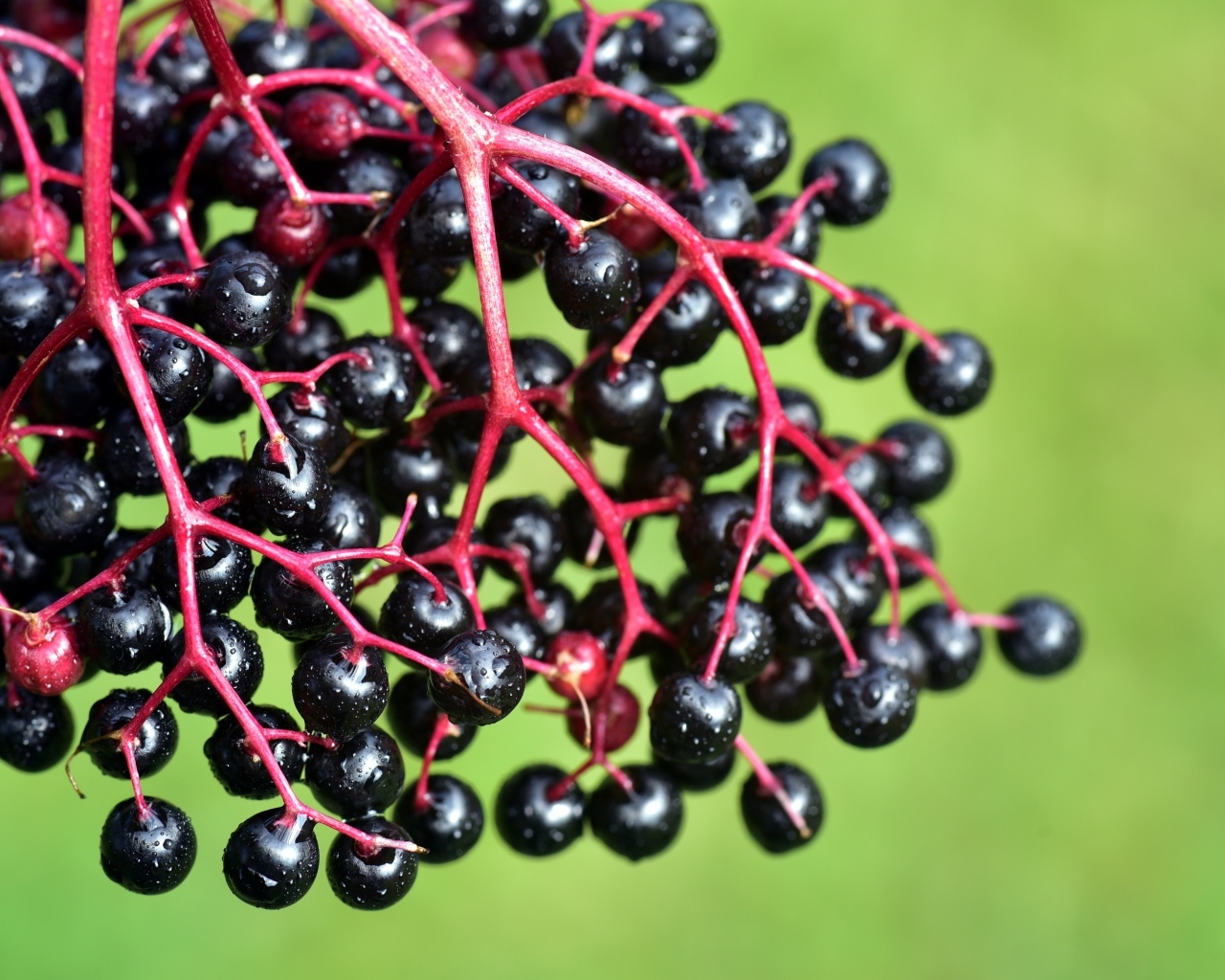 Ягоды декоративного винограда на зеленом фоне