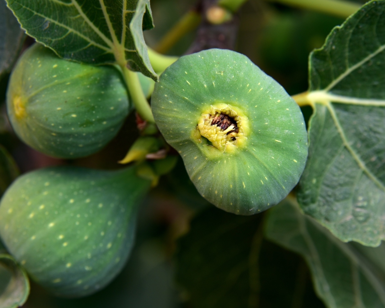 Зеленый инжир на ветке крупным планом