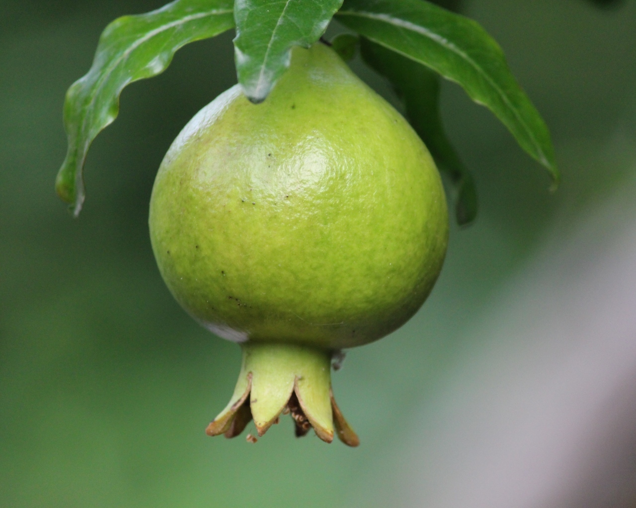 Зеленый плод граната на ветке