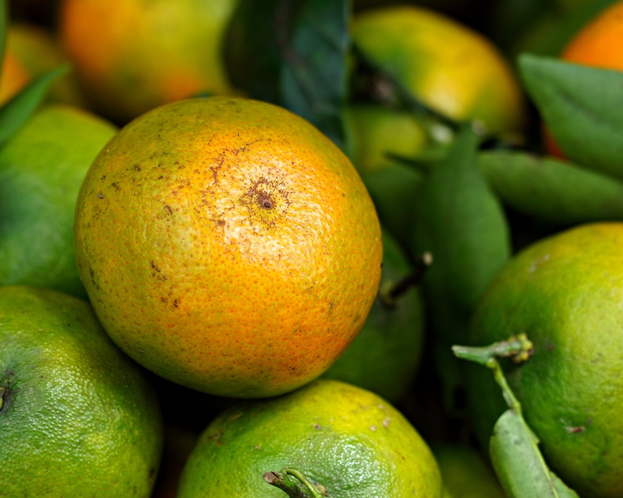 Зеленые мандарины с листьями крупным планом