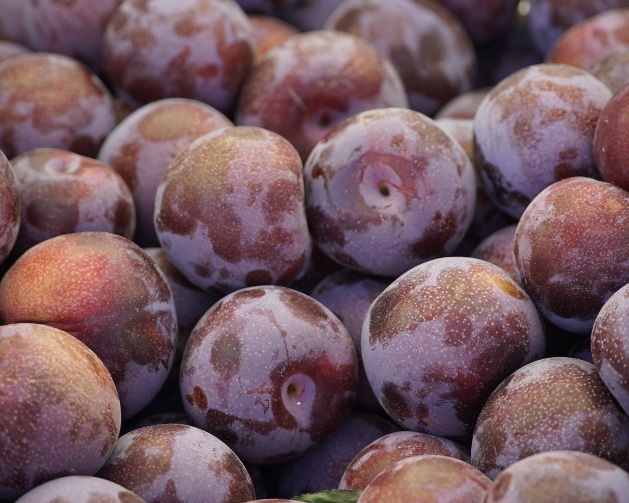 Много розовых слив крупным планом