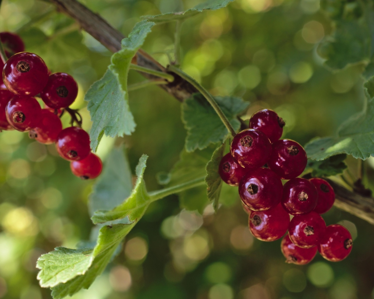 Красная смородина на веточках крупным планом