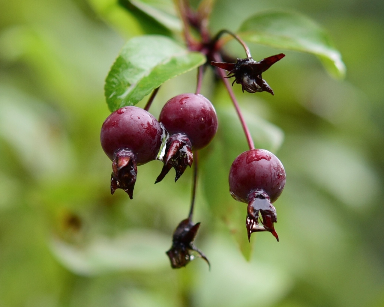 Красные мокрые ягоды на ветке  летом
