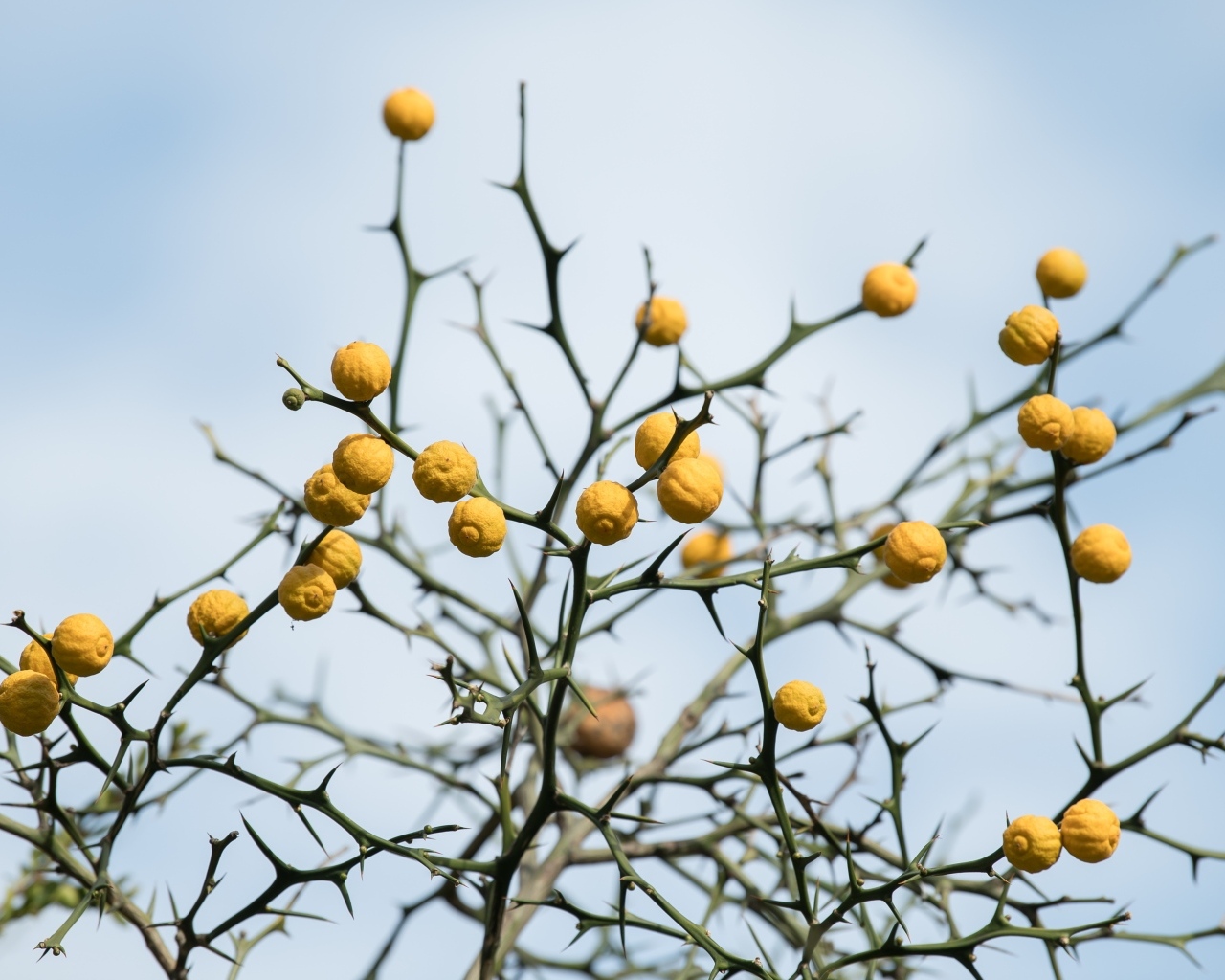 Желтые лимоны на ветках дерева на фоне неба