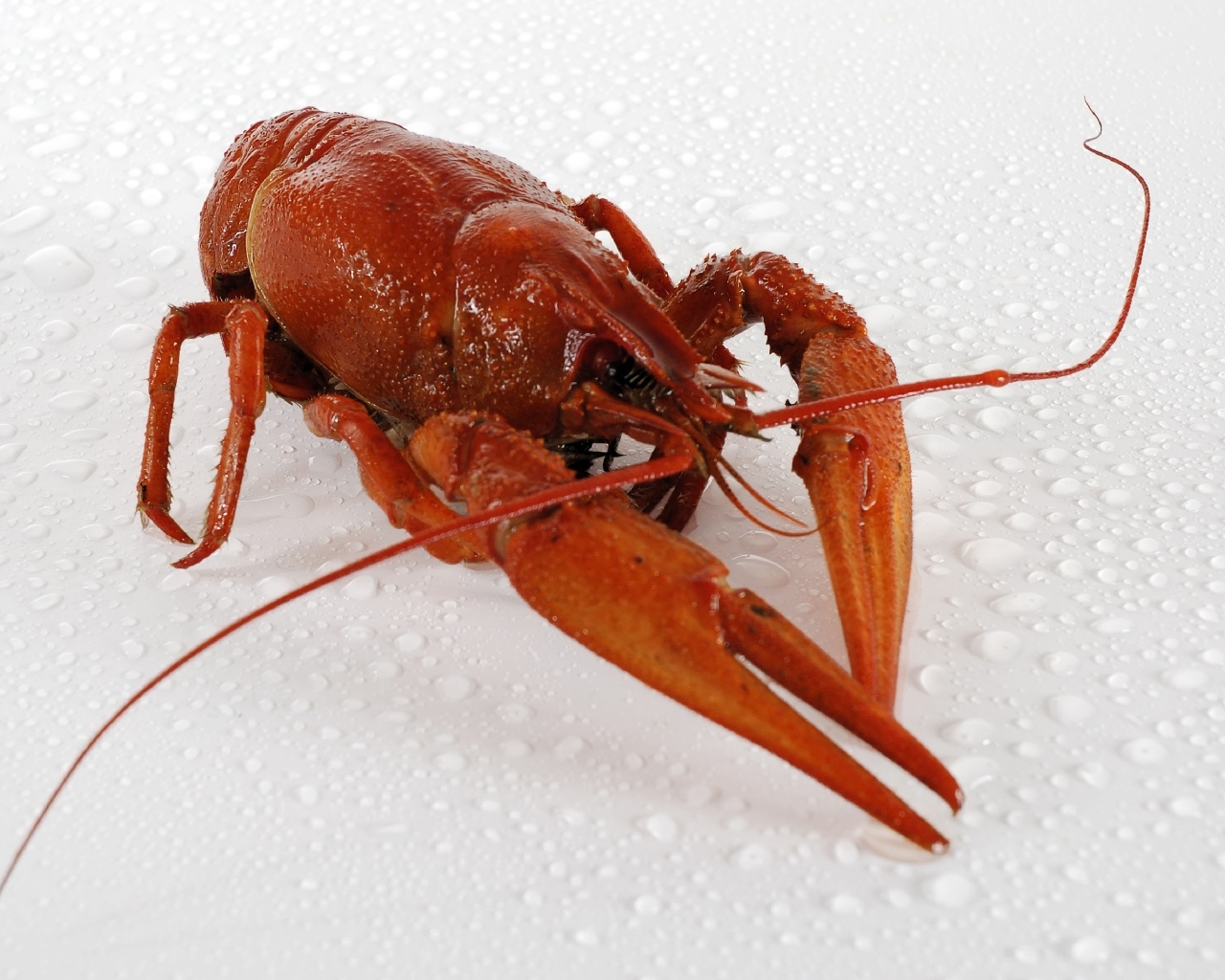 Красный вареный рак на мокрой белой поверхности
