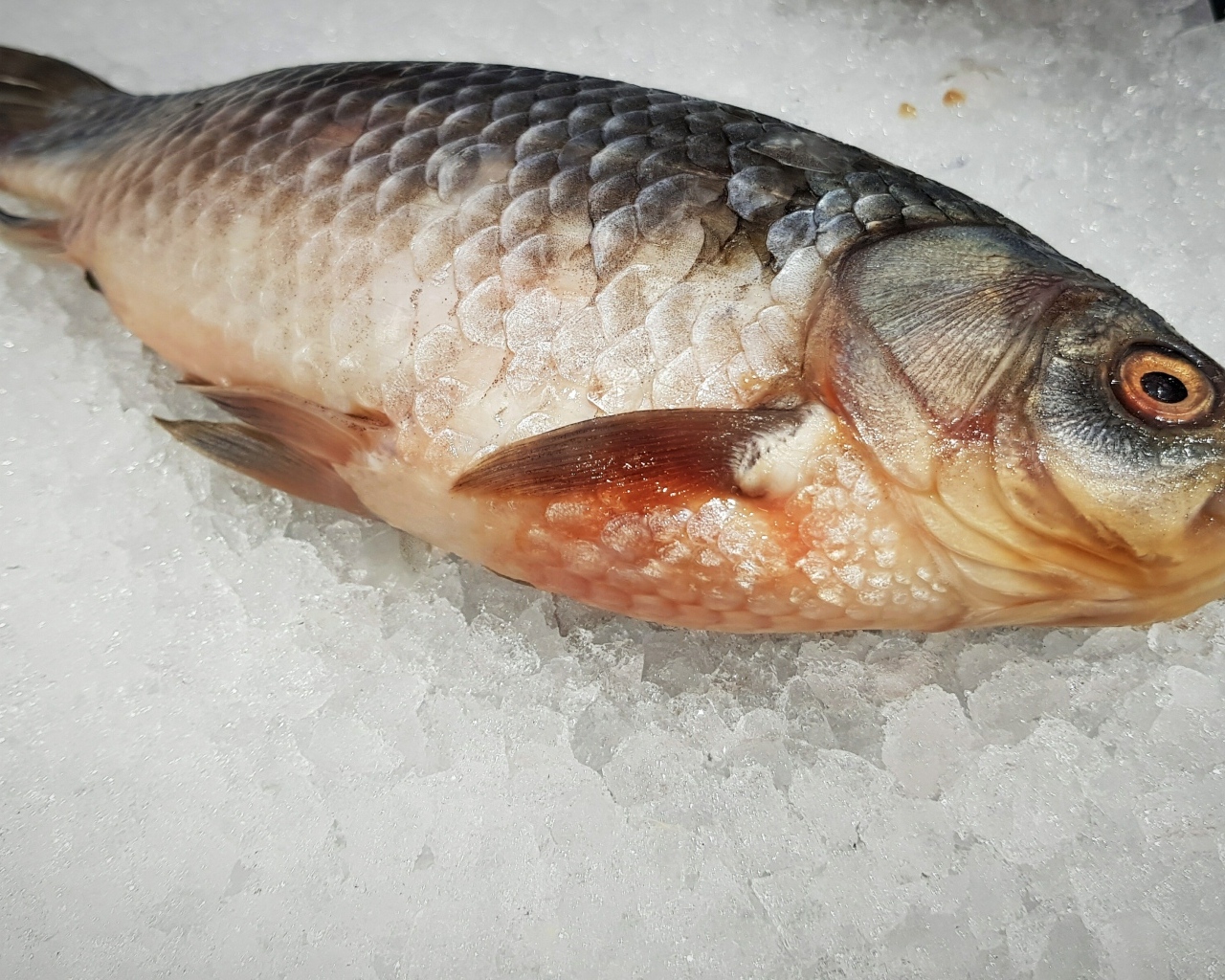 Карась лежит на мелком льду