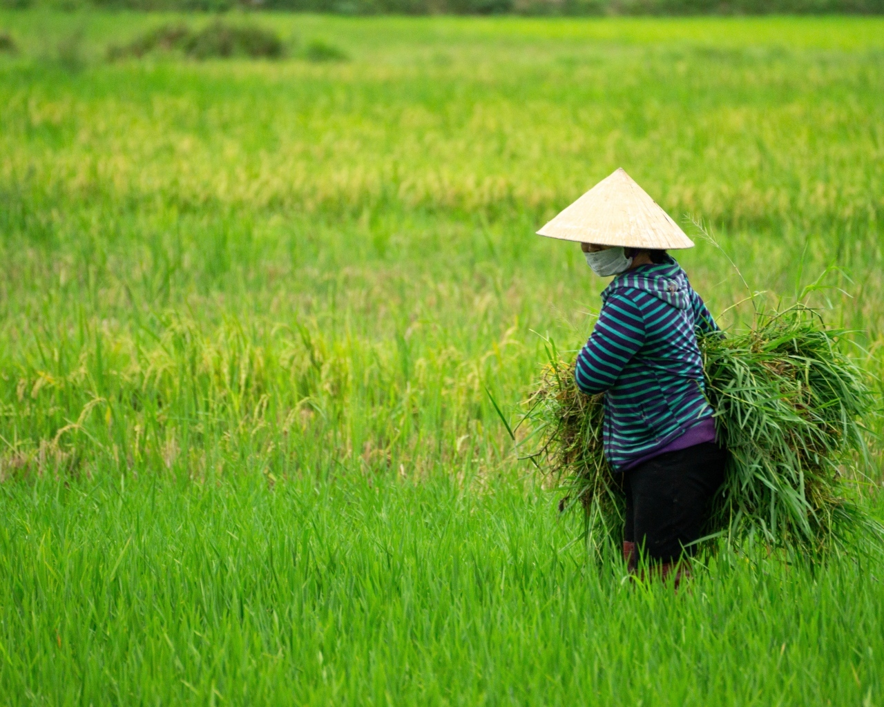 Женщина фермер с зелеными растениями в руках
