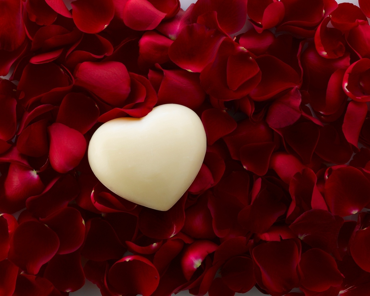 Белое сердце на красных лепестках розы