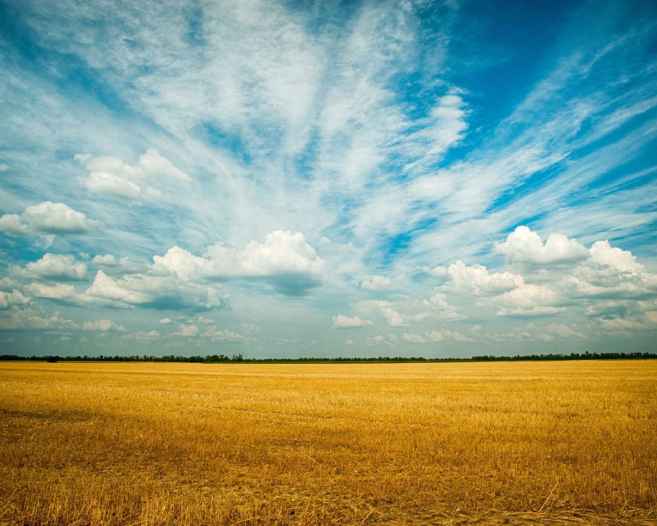 Красивые облака над полем пшеницы
