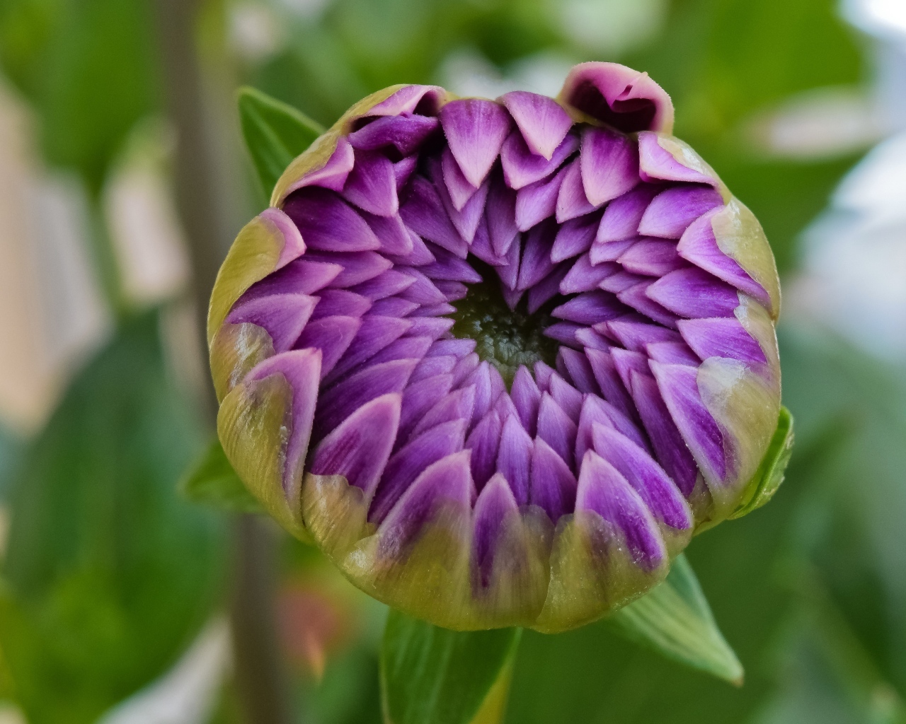 Распускающийся цветок сиреневой георгины