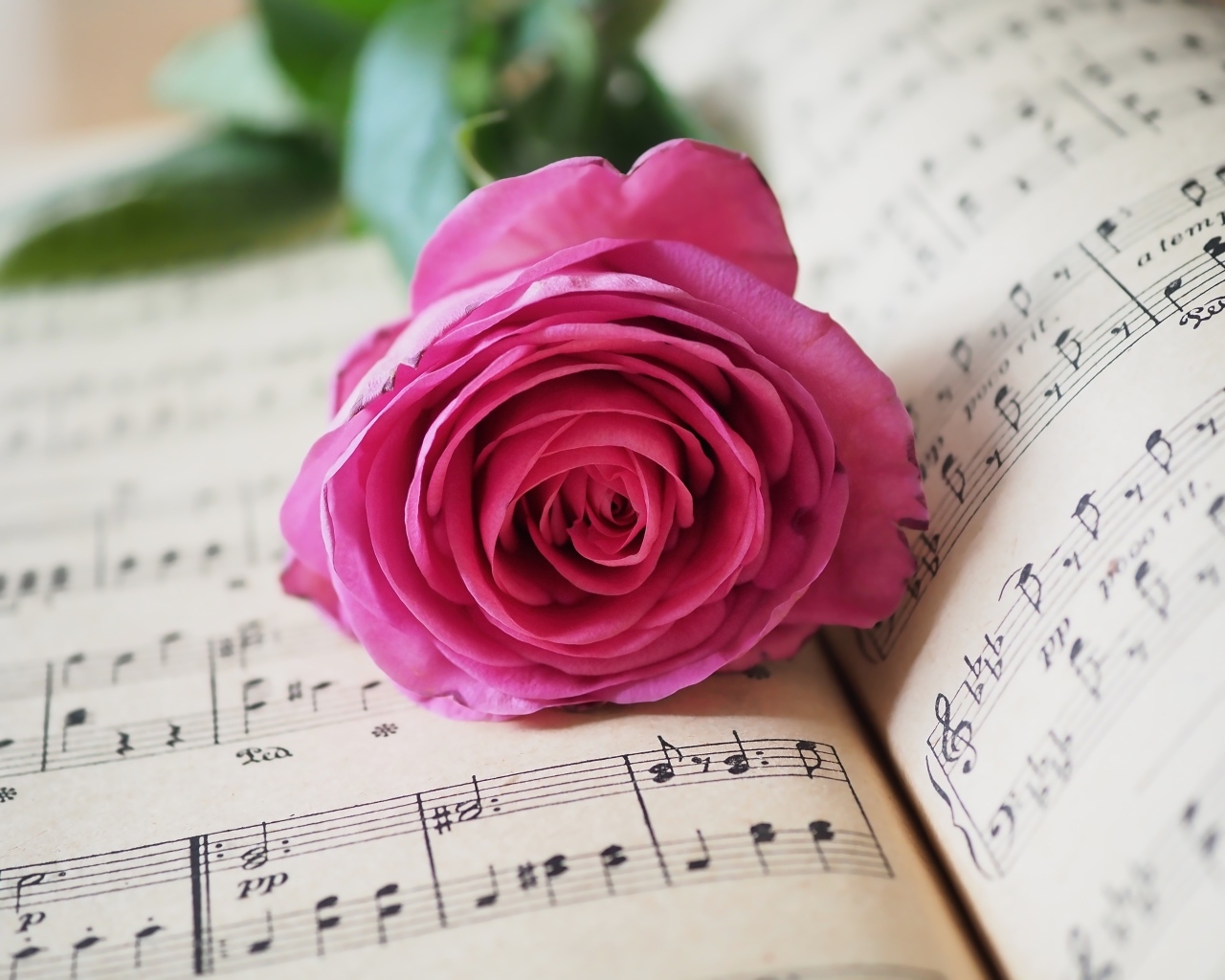 Розовая роза лежит на нотной тетради