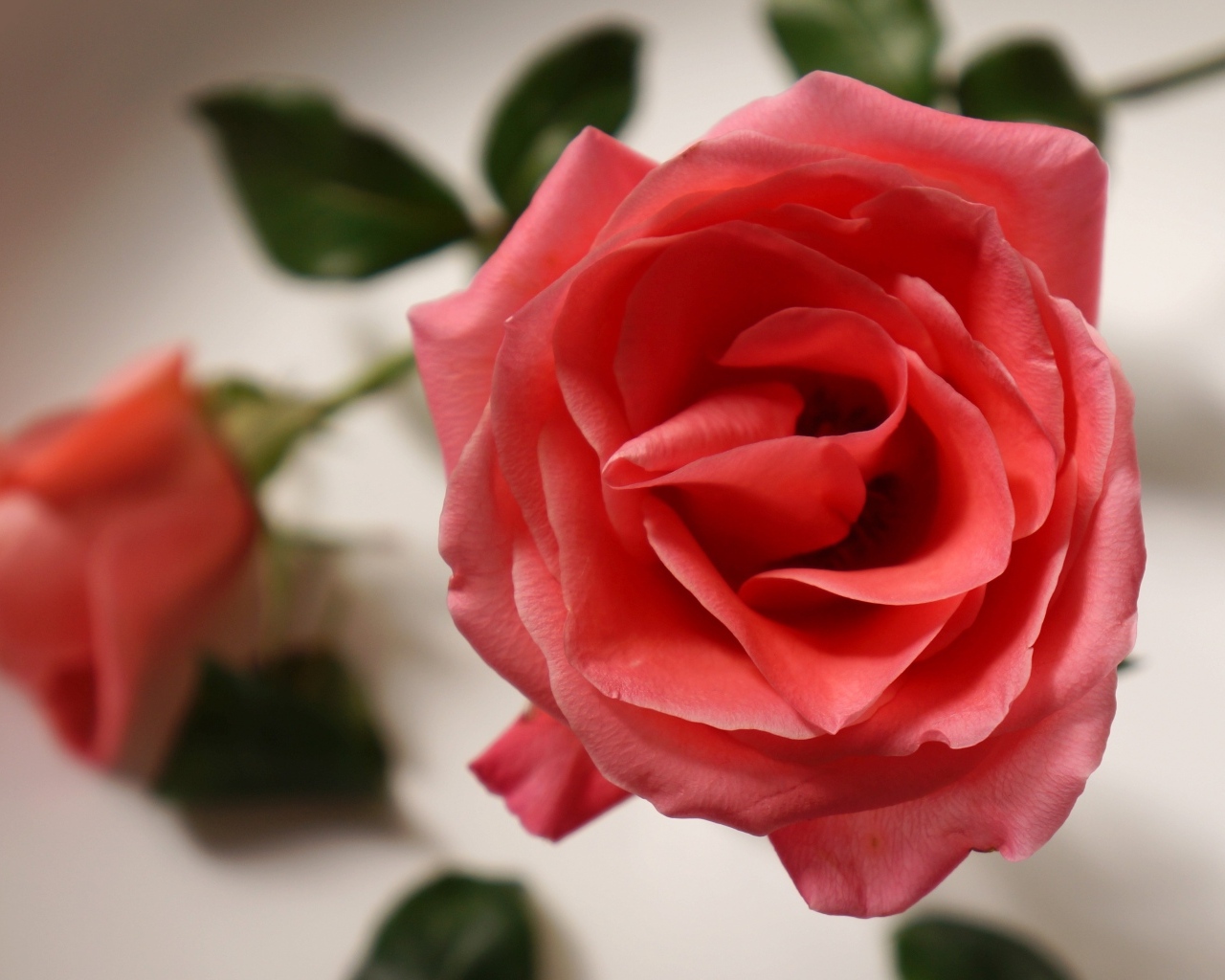 Настоящая роза кремового цвета