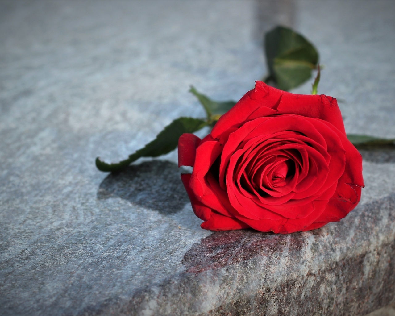 Красная роза лежит на серой гранитной плите