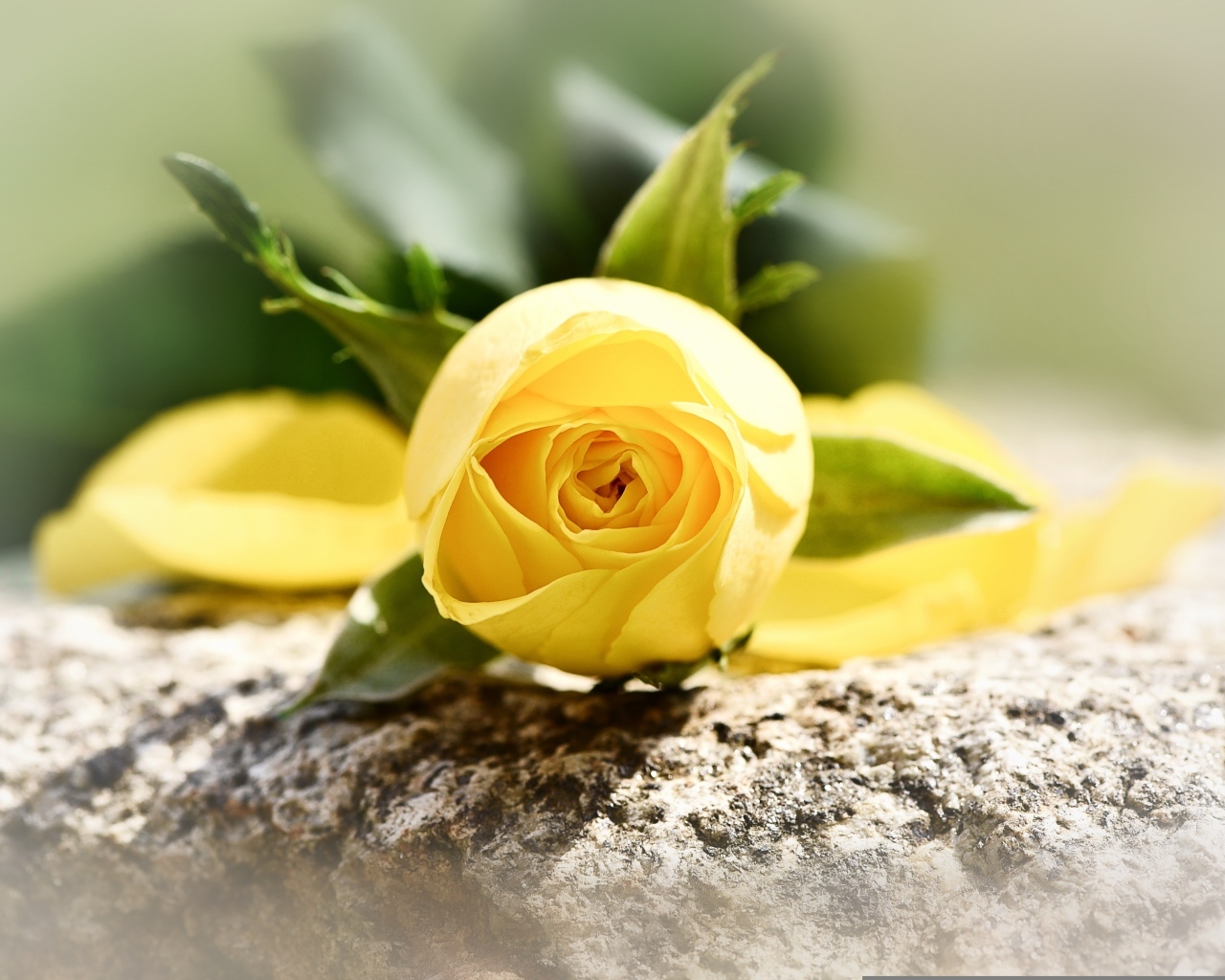 Желтая роза лежит на камне