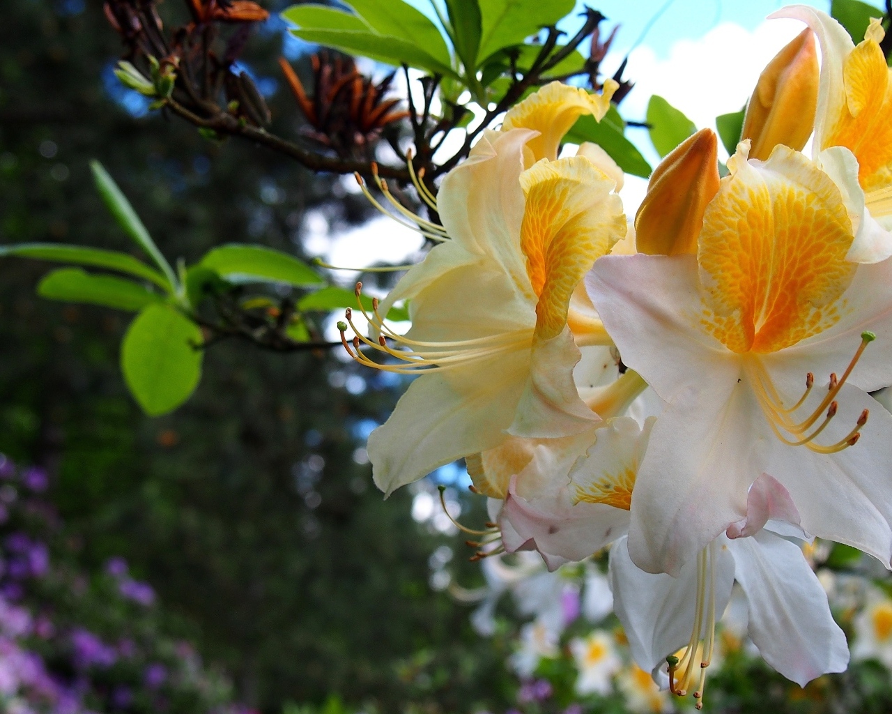 Красивые цветы азалии на ветках