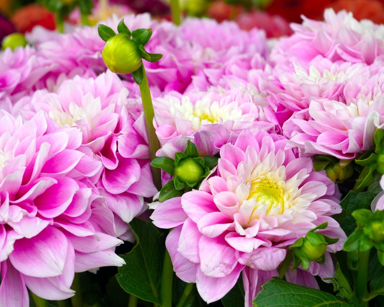 Красивый букет нежных розовых георгин