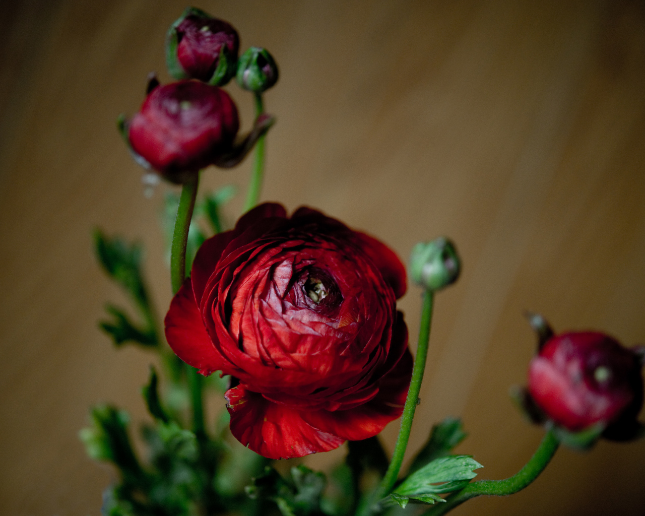 Красивые бордовые лютики с бутонами