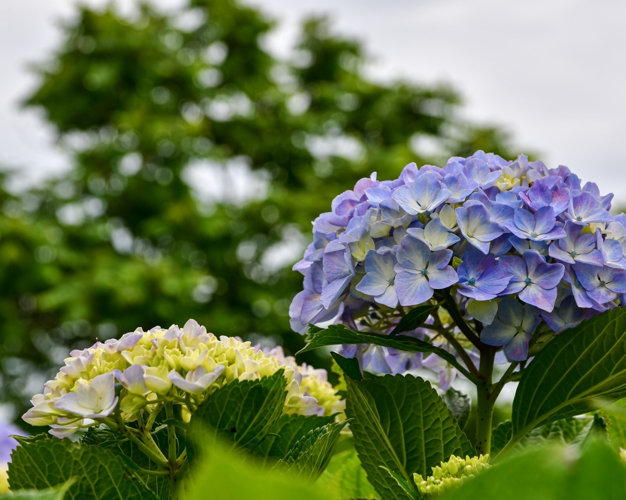 Красивые цветы гортензии распускаются на клумбе