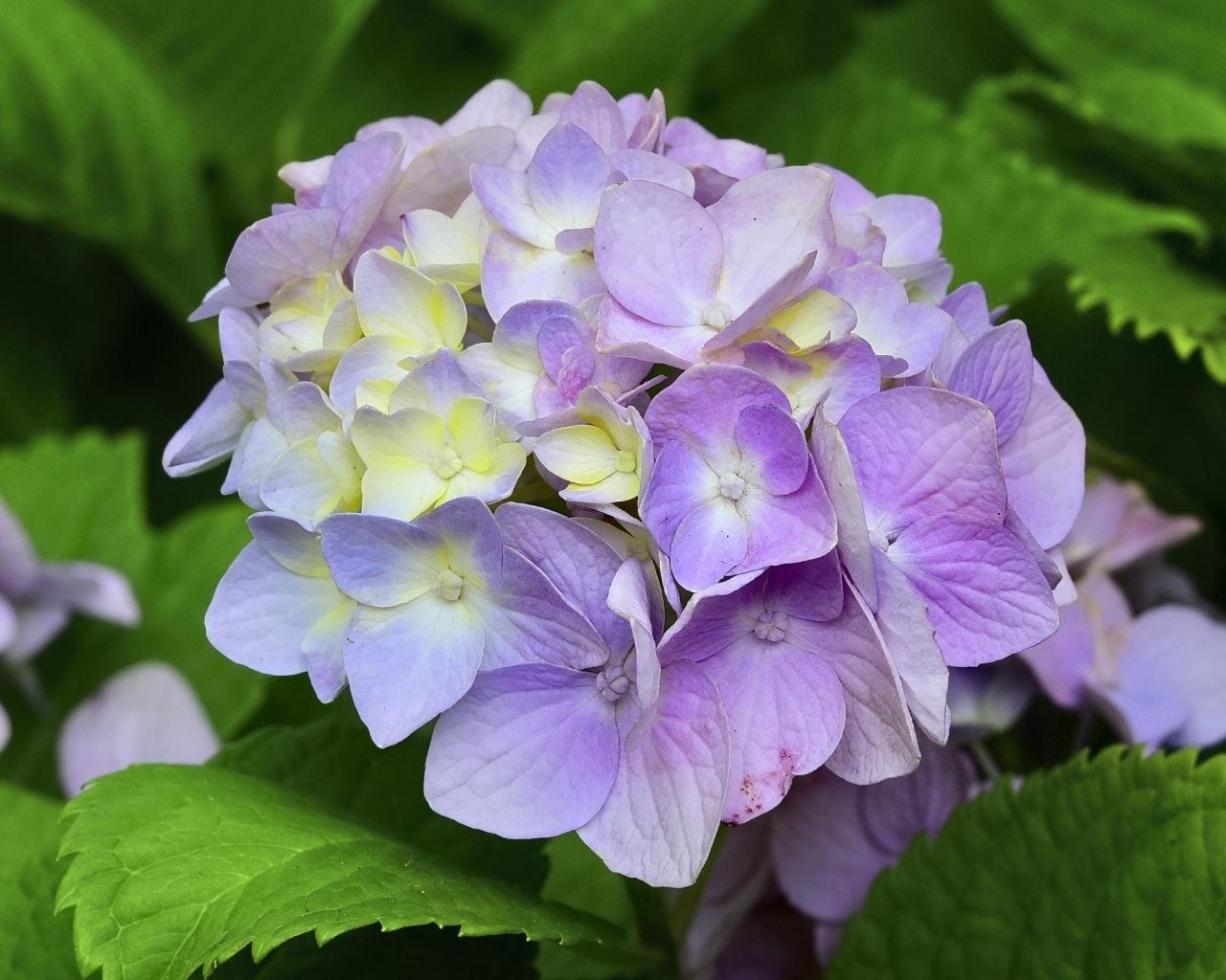 Красивый сиреневый цветок гортензии 