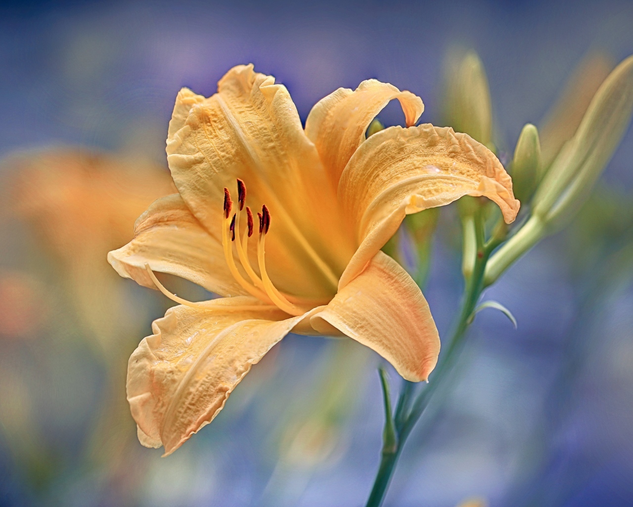 Красивый оранжевый лилейник с бутоном