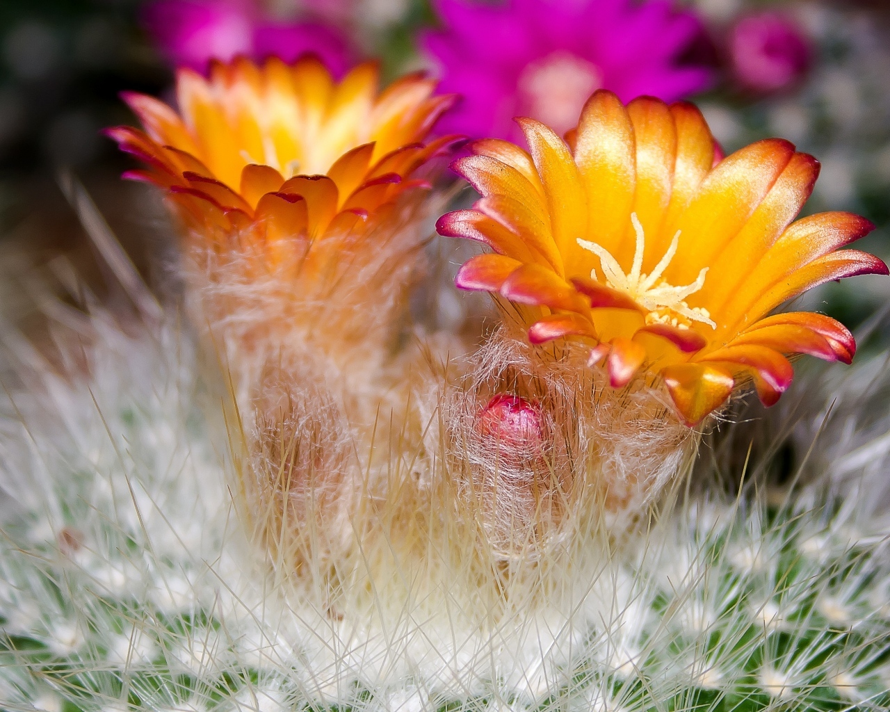 Красивые оранжевые цветы колючего кактуса